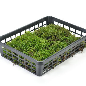  ڑ(`SP)g[  RP ۃeE eE ۃE