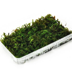  qcWSP ЂۃpbN Ђ ۋ ۃeE ۖ~ RPE A rIg[v 뉀 Lbg ͔| S X  CeA ے ۃE X Ή  Oh