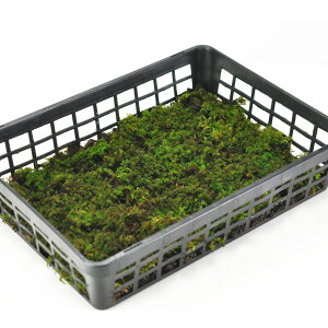  qcWSP Ђۏg[ Ђ ۋ ۃeE ۖ~ RPE A rIg[v 뉀 Lbg ͔| S X  CeA ے ۃE X Ή  O