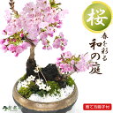 桜 盆栽 桜盆栽 桜と梅花オーレンの寄せ植え 葉姿 ミニ盆栽 ミニ桜 初心者 インテリア モダン 室内 デスク 卓上 誕生日 父の日 お祝い 退職 開店祝い 周年 結婚 入学 移転 送別 昇進 長寿祝い 年賀・ バレンタインデー