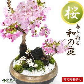 桜 盆栽 桜盆栽 桜と梅花オーレンの寄せ植え 葉姿 ミニ盆栽 ミニ桜 初心者 インテリア モダン 室内 デスク 卓上 誕生日 父の日 お祝い 退職 開店祝い 周年 結婚 入学 移転 送別 昇進 長寿祝い 年賀・ バレンタインデー