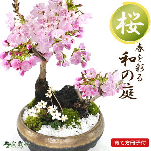 桜 盆栽 桜盆栽 桜と梅花オーレンの寄せ植え 葉姿 ミニ盆栽 ミニ桜 初心者 インテリア モダン 室内 デスク 卓上 誕生日 父の日 お祝い 退職 開店祝い 周年 結婚 入学 移転 送別 昇進 長寿祝い