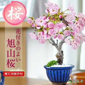 桜 盆栽 桜 ミニ盆栽 万古焼生子花型鉢 桜盆栽 八重桜 ミニ 旭山桜 一才桜 初心者 インテリア モダン 室内 デスク 卓上 誕生日 お祝い 退職 開店祝い 結婚 入学 移転 送別 昇進 長寿祝い 母の日 父の日 敬老の日 バレンタ