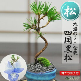 ミニ盆栽 松 黒松 ミニミニ盆栽 松ミニ盆栽 樹齢3年 万古焼 瑠璃紺和鉢 受け皿付 初心者 インテリア モダン 室内 デスク 卓上 誕生日 お祝い 退職 開店祝い 周年 結婚 送別 長寿祝い 年賀・正月