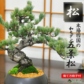 敬老の日 盆栽 松 和モダン 五葉松 中サイズ 漆黒浅丸 受け皿付 松盆栽 鉢植え おしゃれ モダン ギフト盆栽 プレゼント ギフト 贈り物 贈答品 誕生日 退職 開店祝い 周年 結婚 結婚記念日 新築 改装 移転 送別 昇進 長寿祝い 母の日