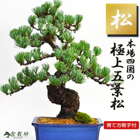 敬老の日 盆栽 松 五葉松 至高の盆栽 本場四国産 ブランド 高級 プレゼント 60代 志向 本物 職人仕立て 趣味 プレゼント ギフト 贈り物 贈答品 誕生日 お祝い退職 開店祝い 周年 結婚 引越 新築 改装 移転
