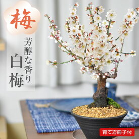 ミニ盆栽 梅 白梅 すり鉢 ミニミニ盆栽 梅ミニ盆栽 梅のミニ盆栽 白い花 初心者 室内 プレゼント ギフト 贈り物 贈答品 誕生日 お祝い 退職 開店祝い 周年 結婚 引越 長寿祝い 敬老の日 鉢植え bonsai メッセー