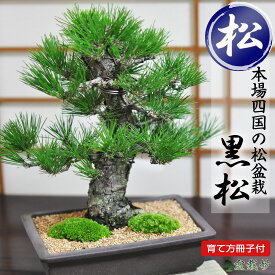 ミニ盆栽 松 黒松 威風堂々 中品 高級 ブランド ミニ盆栽 職人仕立て 贈り物 贈答品 ギフト用ミニ盆栽 盆栽ギフト 鉢植えギフト 誕生日 お祝い 退職 開店祝い 開店 オープン 周年 結婚 改装 移転 送別 昇進 長寿祝い