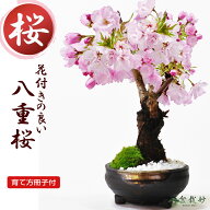 盆栽 桜 信楽焼 ミニ盆栽 桜盆栽 八重桜 旭山桜 一才桜 初心者 インテリア モダン 室内 デスク 卓上 誕生…