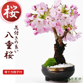 盆栽 桜 信楽焼 ミニ盆栽 桜盆栽 八重桜 旭山桜 一才桜 初心者 インテリア モダン 室内 デスク 卓上 誕生日 お祝い 退職 開店祝い 周年 結婚 入学 移転 送別 昇進 長寿祝い 母の日 父の日 敬老の日 バレンタインデー ホワ