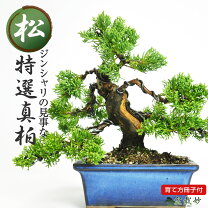 楽天市場】盆栽 真柏 シャリの通販