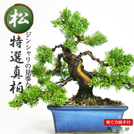敬老の日 ミニ盆栽 真柏 ジンシャリが見事な特選真柏の盆栽 小品ミニ盆栽 趣味 インテリアグリーン 室内 鑑賞 肥料付き ギフト プレゼント 盆栽ギフト ギフト用ミニ盆栽 お祝い 開店 オープン 移転 退職 昇進 送別 移転 誕生日 父の