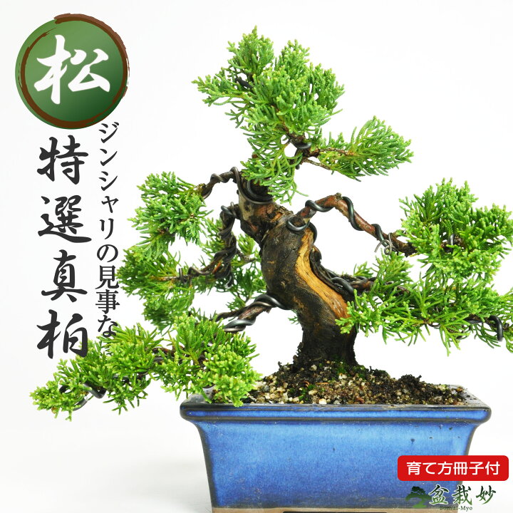 楽天市場】＼最大10%OFFクーポン！7/25迄／ミニ盆栽 真柏 ジンシャリが 