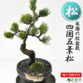 盆栽 松 ミニ五葉松 ミニ盆栽 高松盆栽 初心者 室内 デスク 卓上 誕生日 お祝い 退職 開店祝い 周年 結婚 卒業 入学 引越 新築 改装 移転 送別 昇進 長寿祝い 母の日 父の日 敬老の日 クリスマス 年賀・正月 バレンタインデ