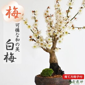 敬老の日 ミニ盆栽 梅 白梅 梅のミニ盆栽 信楽鉄鉢 ミニミニ盆栽 小品ミニ盆栽 梅ミニ盆栽 花もの 初心者 趣味 入門 肥料付き 室内 鑑賞 ギフトプレゼント 贈り物 贈答品 贈答 誕生日 お祝い 開店 オープン 移転 改装 結婚 結婚記念