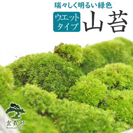 苔 山苔 こけ パック 苔玉 苔テラリウム 苔盆栽 コケリウム 植物 ビオトープ 庭園 キット 栽培 初心者 moss モス おすすめ インテリア 苔庭 苔リウム 専門店 緑化 庭 グランドカバー 流木 アート 人気 栽培 盆栽 苔