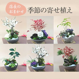 盆栽 モダン おまかせの寄せ植え盆栽 松竹梅 5号 お正月 福 縁起物 植物 松 五葉松 梅 長寿梅 竹 笹 ぼんさい 正月飾り 寄植え お正月 迎春 年賀 ギフト用盆栽 室内鑑賞 プレゼント ギフト 贈り物