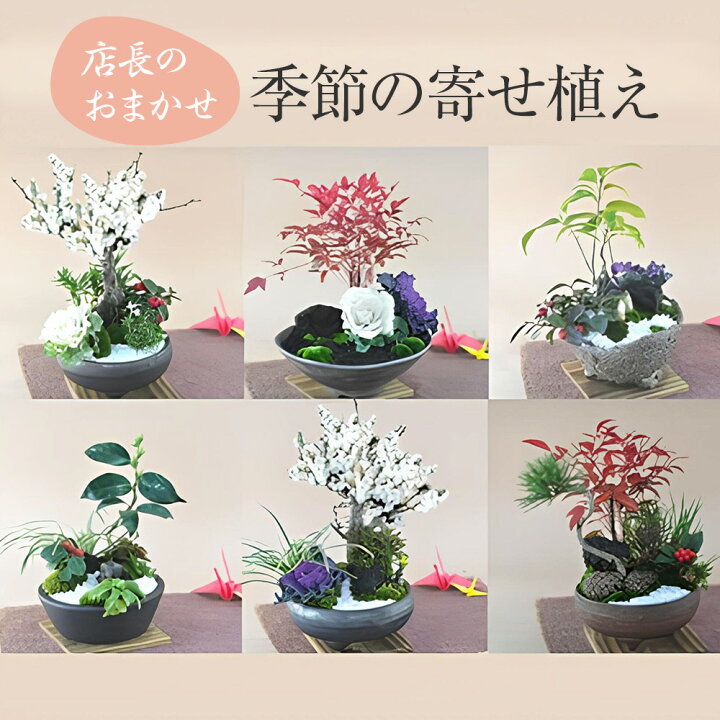 楽天市場】盆栽 モダン おまかせの寄せ植え盆栽 松竹梅 5号 お正月 福 