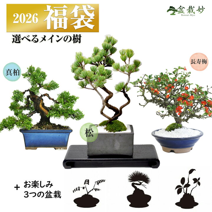 楽天市場】盆栽妙オリジナル新春福袋 至高の盆栽福袋 盆栽計4点 五葉松 