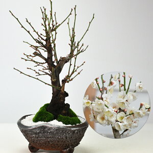 ~ ~ ~ ~ ΂ Mtg v[g bsO 蕨 a LO   JXj S  ~͓  ӏ _ 킢 ԕ