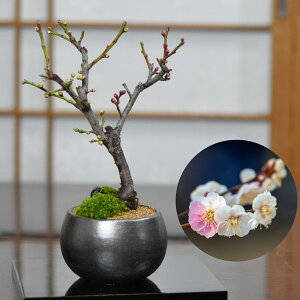 ~ ~ ~j~ ~jg~ ~~ g~ ~ ~jTCY S  ~͓  ӏ _ 킢 ԕ ~ Mtg 蕨 v[g j a ̓ ̓