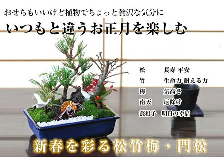 楽天市場】松竹梅 寄せ植え 盆栽 ちょうど良い大きさの7号サイズ 