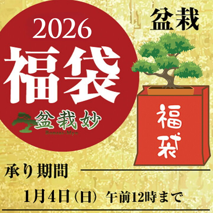 楽天市場】盆栽妙オリジナル新春福袋 至高の盆栽福袋 盆栽計4点 五葉松 