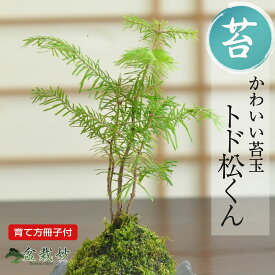 盆栽 トドマツ 苔玉 ミニ盆栽 苔玉盆栽 苔盆栽 趣味 初心者 室内 鑑賞 卓上盆栽 プレゼント ギフト 贈り物 母の日 父の日 敬老の日 誕生日 お祝い 退職 開店祝い 周年 結婚 卒業 入学 引越 新築 改装 移転 送別 昇進 長寿