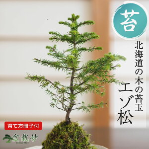 ~  G]̑ۋ G]}c ڈΏ ~j~ RP   ~j S ӏ CeAO[ 킢  v[g Mtg 蕨 a ̓ ̓ hV