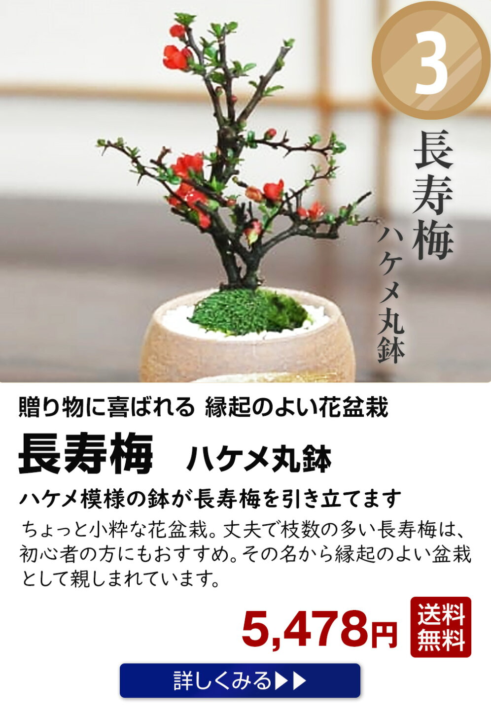 楽天市場 | 盆栽妙 楽天市場店 - 敬老の日特集2025