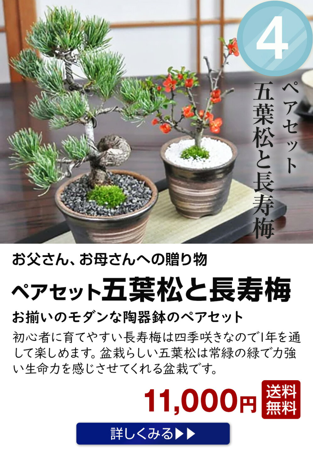楽天市場 | 盆栽妙 楽天市場店 - 敬老の日特集2025