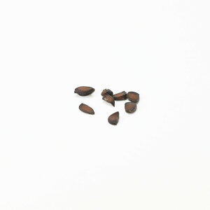 �J�����̎�q �~�͂̎� ���A�� ���� ��