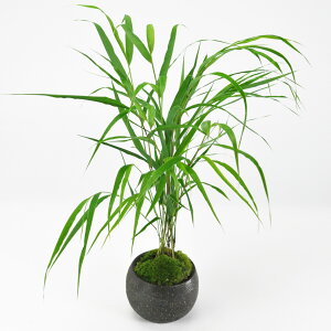 ~ [  tE`\E̖~ MyċD۔  O[