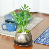 楽天市場】サイドテーブル（盆栽｜花・観葉植物）：花・ガーデン・DIY 