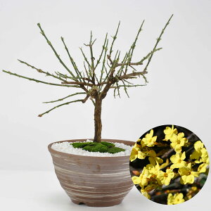 ~ ~(΂) іڎR ~j~  Mtg v[g ~ a j җ 