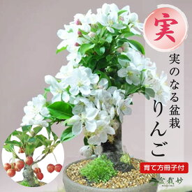 ミニ盆栽 りんご ミニミニ盆栽 姫リンゴ 実 信楽鉢 かわいい 実もの 鉢植え初心者 室内 趣味 プレゼント ギフト 贈り物 贈答品 誕生日 父の日 お祝い退職 開店祝い 周年 結婚 改装 移転 送別 昇進 長寿祝い