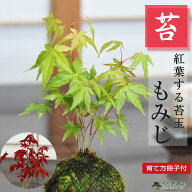 紅葉(もみじ)の苔玉 盆栽 ギフト プレゼント ミニ盆栽 贈り物 誕生日 お祝い 退職 開店祝い 周年 結婚 結…