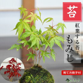 紅葉(もみじ)の苔玉 盆栽 ギフト プレゼント ミニ盆栽 贈り物 誕生日 お祝い 退職 開店祝い 周年 結婚 結婚記念日 引越 新築 改装 移転 送別 昇進 長寿祝い