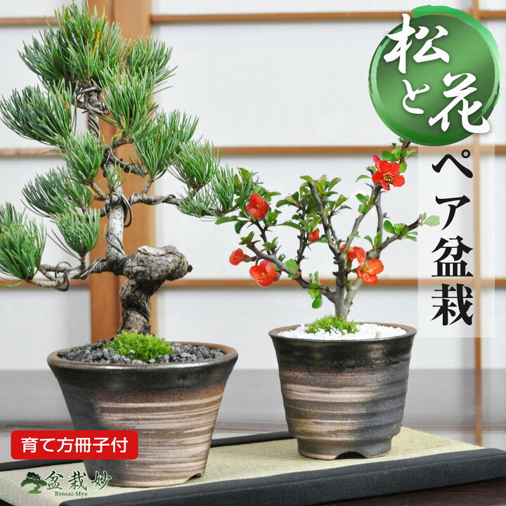 楽天市場】母の日 盆栽 松 花 五葉松 長寿梅 万古焼 ペアセット ミニ 