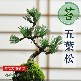 盆栽 松 五葉松 苔玉 ミニ盆栽 苔玉盆栽 苔盆栽 初心者 室内 鑑賞 卓上盆栽 プレゼント ギフト 贈り物 母の日 父の日 敬老の日 誕生日 お祝い 退職 開店祝い 周年 結婚 卒業 入学 引越 新築 改装 移転 送別 昇進 長寿祝い