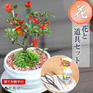盆栽 ミニ長寿梅とはじめての4点道具セット 信楽焼つぼ鉢 ミニ盆栽 花 ミニ 初心者 趣味 はさみ 薬剤 ピ…