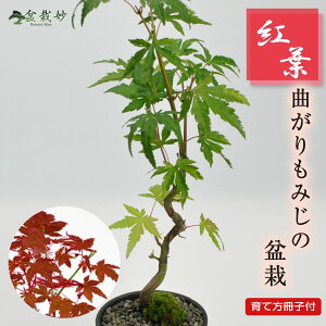 ~j~ ݂ Ȃ݂ hV v[g ~ S  gt ~j~j~ ݂~j~ 񂹐A ӏ  킢 Mtg 蕨 ~̓Mtg Mtgp a ̓
