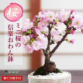 桜 盆栽 桜盆栽 ミニ盆栽 信楽焼お椀鉢 樹齢5年 ミニ 初心者 インテリア モダン 室内 デスク 卓上 誕生日 お祝い 退職 開店祝い 周年 結婚 新築 改装 移転 送別 長寿祝い 母の日 父の日 敬老の日 正月 バレンタ
