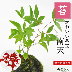 V̑ۋ ~ Mtg v[g ~j~ 蕨 a j ސE JXj N  LO z Vz  ړ]  i j