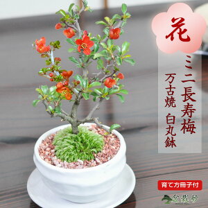 ミニ盆栽 長寿梅 ミニミニ盆栽 ミニ長寿梅 万古焼 丸鉢 趣味 初心者 入門 室内 鑑賞 花ものミニ盆栽 ミニ盆栽 人気 鉢植え プレゼント ギフト 誕生日 父の日 お祝い 退職 開店祝い 周年 結婚