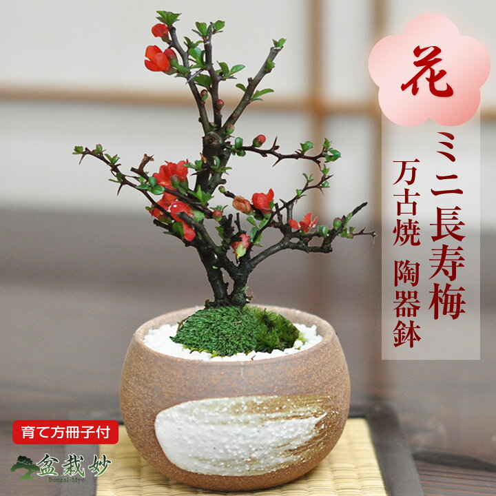 楽天市場】ミニ盆栽 長寿梅 ミニ長寿梅 ミニミニ盆栽 万古焼 ハケメ丸 