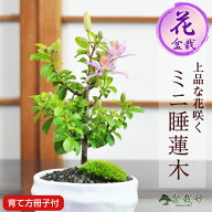 父の日 ミニ盆栽 睡蓮木 ミニミニ盆栽 スイレンボク 白丸陶器鉢 万古焼 き 花物 花鉢 初心者 趣味 夫婦 …