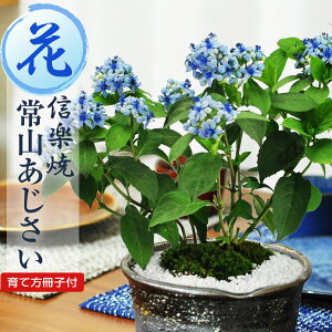 ~ R(傤)AWTC ɂ̓ MyĔ fBNA ~j~ Ԃ̖~ AWTC z v[g Mtg 蕨 i a j ̓ ̓ JXj Ԕ A 