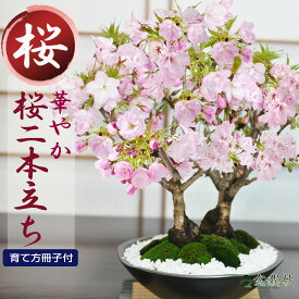 桜 盆栽 桜の盆栽 旭山桜の2本立ち さかづきの器 盆栽 桜 満開桜 お花見 初心者 室内 1才桜 旭山 盆栽桜 さくら 鉢植え プレゼント ギフト 贈答品 誕生日 父の日 お祝い退職 開店祝い 結婚 移転 送別 昇進 長寿祝