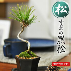 父の日 盆栽 四国黒松 寸景 ミニ盆栽 ボンサイ 松盆栽 ギフト プレゼント 誕生日 開店 長寿 御祝 お祝い 贈り物 贈答品